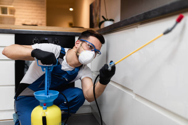 Wasp Removal Services in Rantoul, IL