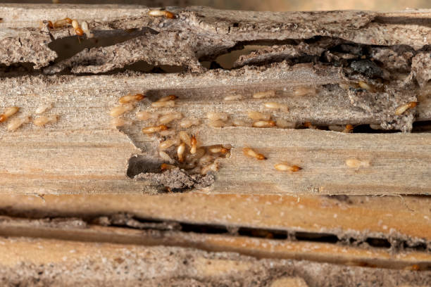 Pest Control Cost in Rantoul, IL